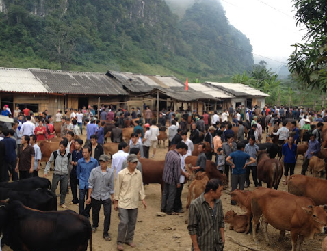 Chợ trâu bò Bảo Lâm